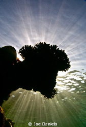 Sun Burst Coral by Joe Daniels 